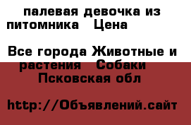 палевая девочка из питомника › Цена ­ 40 000 - Все города Животные и растения » Собаки   . Псковская обл.